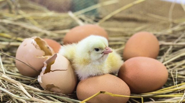 Kuluçka Makinesi Havalandırma Sistemleri ile Yumurta Gelişimini Destekliyor