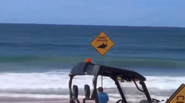 Köpek balığı yine can aldı!