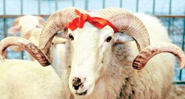 Dikkat! Kurban Keserken Bunları Yaparsanız 1794 TL Ceza Yersiniz!