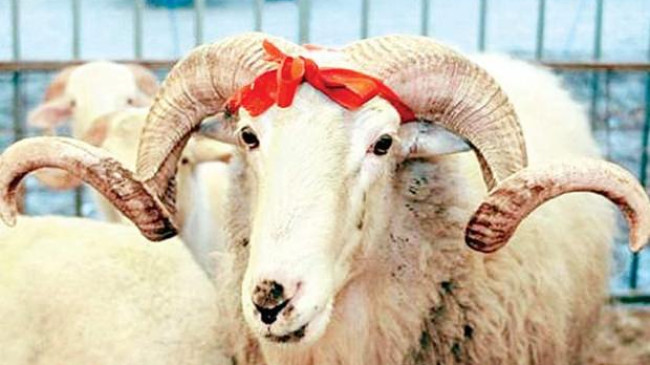 Dikkat! Kurban Keserken Bunları Yaparsanız 1794 TL Ceza Yersiniz!