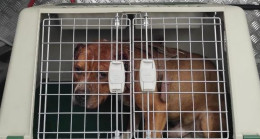 Ağrı’da köpeğe eziyet eden kişiye 11 bin 500 lira ceza kesildi