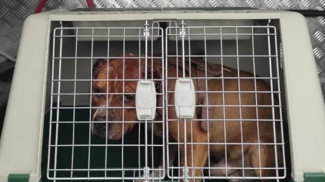 Ağrı’da köpeğe eziyet eden kişiye 11 bin 500 lira ceza kesildi