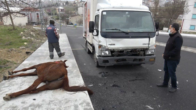 Arnavutköy’de yola çıkan atlara kamyonet çarptı