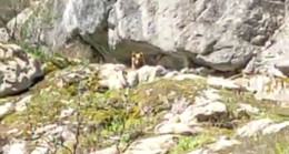 Bartın’da iki arkadaş, kış uykusundan uyanan ayı ile karşılaştı
