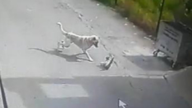 Hatay’da köpeğin saldırısına uğrayan kedi