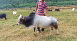 Hindistan’da dünyanın en kısa sığırlarının nesli tükeniyor