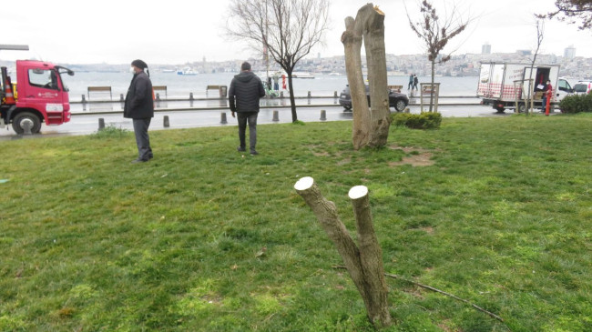 Kız Kulesi’nin karşısındaki ağaçları kestiler