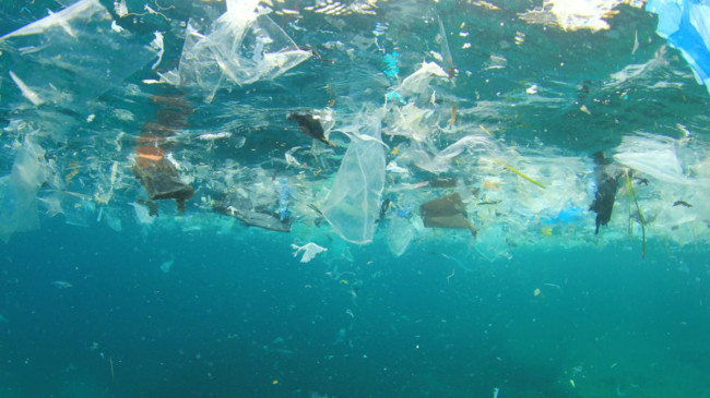 Marmara’da 12, Karadeniz’de 7 balık türünde mikroplastiklere rastlandı