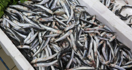 Samsun’da hamsi azaldı, ‘çaça’ avı başladı
