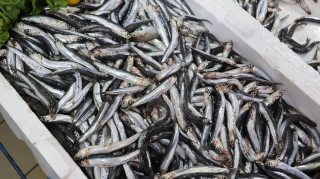 Samsun’da hamsi azaldı, ‘çaça’ avı başladı