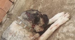 Samsun’da kendisine saldıran köpeği baltayla yaraladı