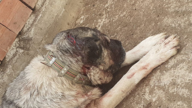 Samsun’da kendisine saldıran köpeği baltayla yaraladı