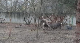 Zonguldak’ta hayvanat bahçesindeki geyiği kaçırıp yiyen 2 kişi tutuklandı