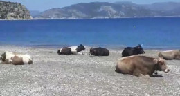 Muğla’da plajın sürpriz misafirleri görenleri şaşırttı