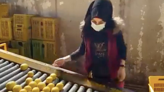 Rusya, narenciyeyi Suriye’den almaya başladı