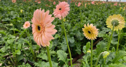 Topraksız serada ürettiği gerbera çiçeğini yurt dışına iki katı fiyata satıyor