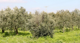 Zeytin üreticisi hayal kırıklığı yaşıyor